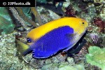 centropyge acanthops centropyge acanthops