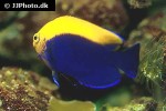 centropyge aurantonotus centropyge aurantonotus