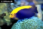 centropyge aurantonotus centropyge aurantonotus