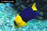 centropyge bicolor centropyge bicolor