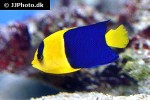 centropyge bicolor centropyge bicolor
