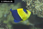 centropyge bicolor centropyge bicolor
