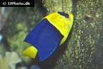 centropyge bicolor centropyge bicolor