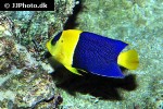centropyge bicolor centropyge bicolor