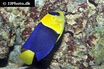 centropyge bicolor centropyge bicolor