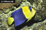 centropyge bicolor centropyge bicolor