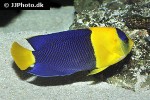 centropyge bicolor centropyge bicolor