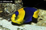 centropyge bicolor centropyge bicolor