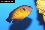centropyge bispinosa centropyge bispinosa