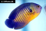 centropyge bispinosa centropyge bispinosa