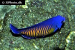 centropyge bispinosa centropyge bispinosa