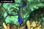 centropyge bispinosa centropyge bispinosa