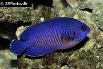 centropyge bispinosa centropyge bispinosa