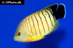 centropyge eibli centropyge eibli