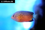 centropyge ferrugata centropyge ferrugata