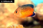 centropyge ferrugata centropyge ferrugata