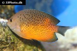 centropyge ferrugata centropyge ferrugata