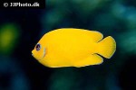 centropyge flavissima centropyge flavissima