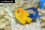 centropyge flavissima centropyge flavissima