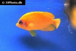 centropyge flavissima centropyge flavissima