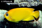 centropyge flavissima centropyge flavissima