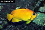 centropyge flavissima centropyge flavissima