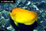 centropyge flavissima centropyge flavissima