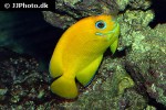 centropyge flavissima centropyge flavissima