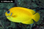 centropyge flavissima centropyge flavissima