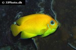 centropyge flavissima centropyge flavissima