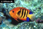 centropyge loriculus centropyge loriculus