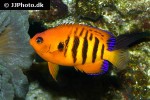 centropyge loriculus centropyge loriculus