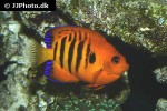 centropyge loriculus centropyge loriculus