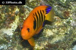centropyge loriculus centropyge loriculus