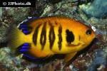 centropyge loriculus centropyge loriculus