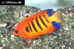 centropyge loriculus centropyge loriculus