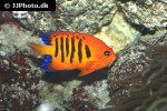 centropyge loriculus centropyge loriculus