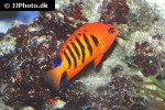 centropyge loriculus centropyge loriculus