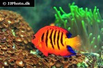 centropyge loriculus centropyge loriculus