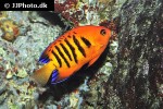 centropyge loriculus centropyge loriculus