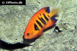 centropyge loriculus centropyge loriculus