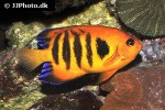 centropyge loriculus centropyge loriculus