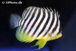 centropyge multifasciata centropyge multifasciata