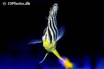 centropyge multifasciata centropyge multifasciata