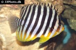 centropyge multifasciata centropyge multifasciata