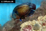 centropyge multispinis centropyge multispinis