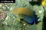 centropyge potteri centropyge potteri