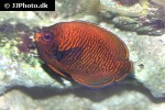centropyge potteri centropyge potteri