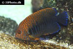 centropyge potteri centropyge potteri