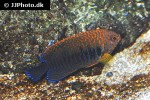 centropyge potteri centropyge potteri